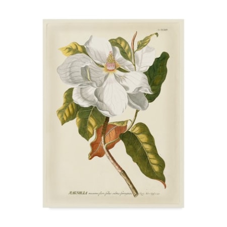 Jacob Trew 'Magnificent Magnolias I' Canvas Art,18x24